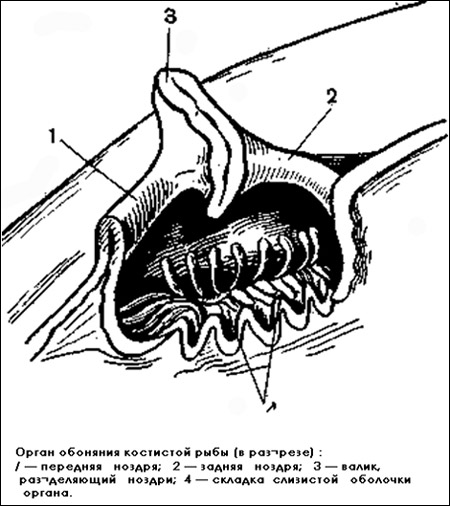 Орган обоняния костистой рыбы (в разрезе), Рисунок картинка